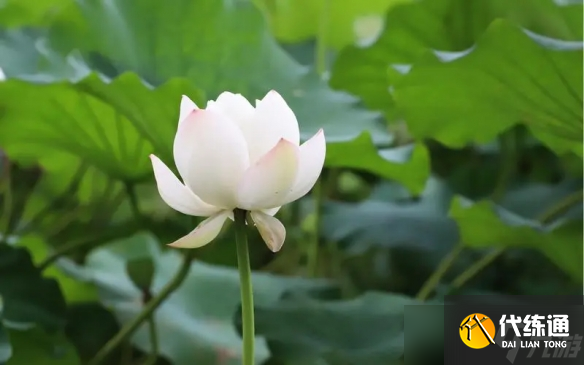 《英雄联盟》很贱又欠揍的ID大全