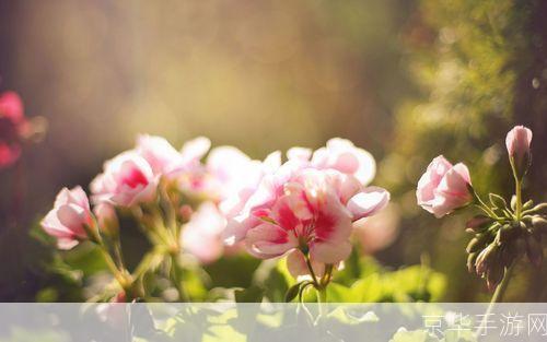 春暖花开行吧春日乐园:探索花朵盛开的奇妙世界