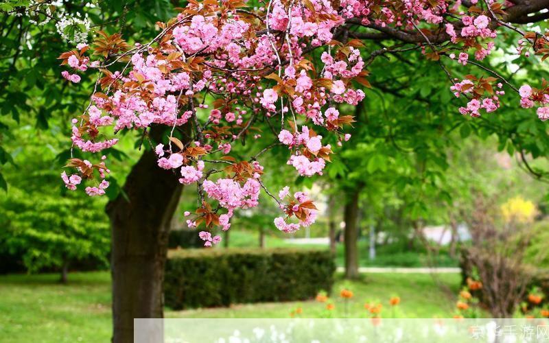 春暖花开行吧春日乐园：探索花朵盛开的奇妙世界