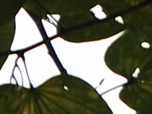 腾龙17-50mmVC的紫边测试