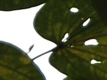 腾龙17-50mmVC的紫边测试