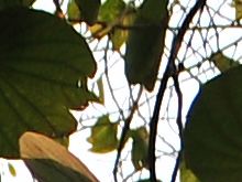 腾龙17-50mmVC的紫边测试