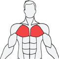 musclewiki下载_musclewiki(肌肉百科)v2.4.1中文版下载