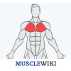 MuscleWiki手机版v1.0.4 中文版(musclewiki)_MuscleWiki安卓app下载